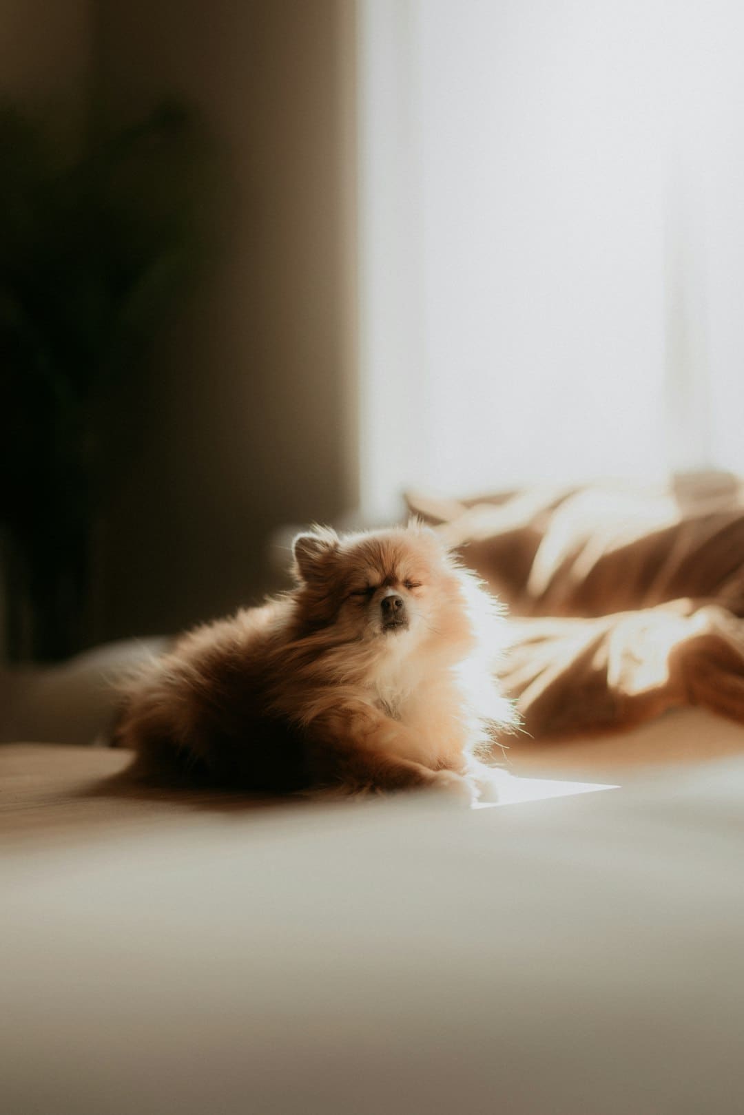 世卫组织：非洲猴痘疫情不再构成“国际关注的突发公共卫生事件”